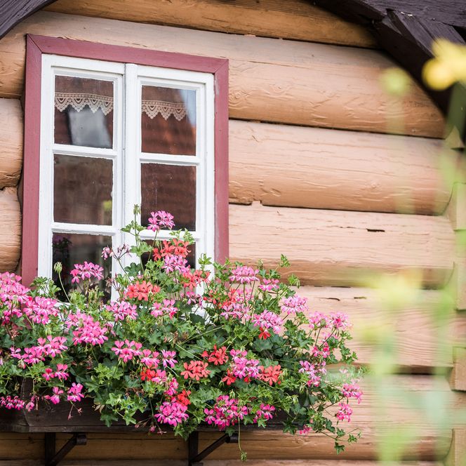 Fenster eines Umgebindehaus mit weißen Rahmen und bunten Blumen.