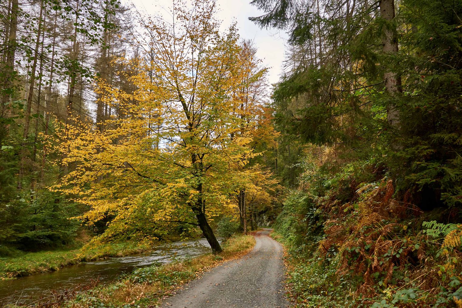 Herbstliche Landschaft des Kirnitzschtals mit einem Wanderweg neben dem Fluss.