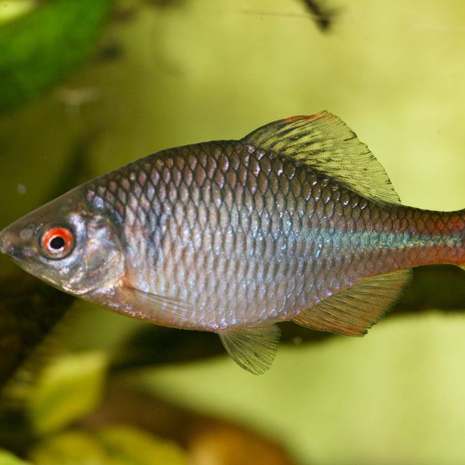 Bitterling mit rötlichem Schwanz und roten Augen schwimmt im Wasser zwischen Pflanzen.