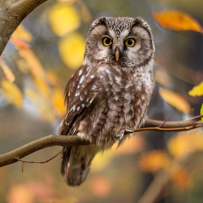 Raufußkauz mit braunem Gefieder sitzt auf einem Ast, umgeben von herbstlichen Blättern.