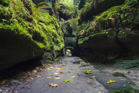 Schmale Schlucht mit grünen Wänden aus Pflanzen und einem kieseligen Boden.