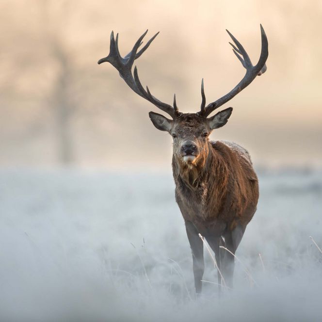 Hirsch mit großen Geweihen steht in nebliger Landschaft.