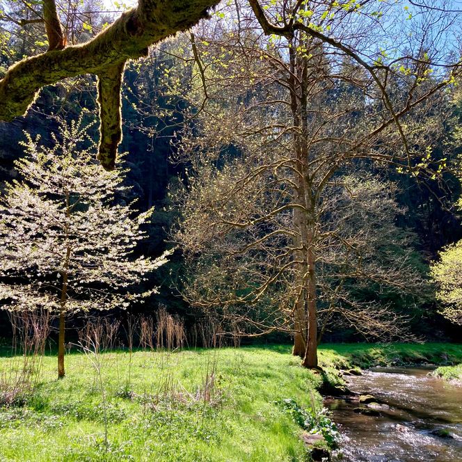 Blühender Baum neben einem klaren Bach, umgeben von grünen Wiesen und Bäumen im Hintergrund.