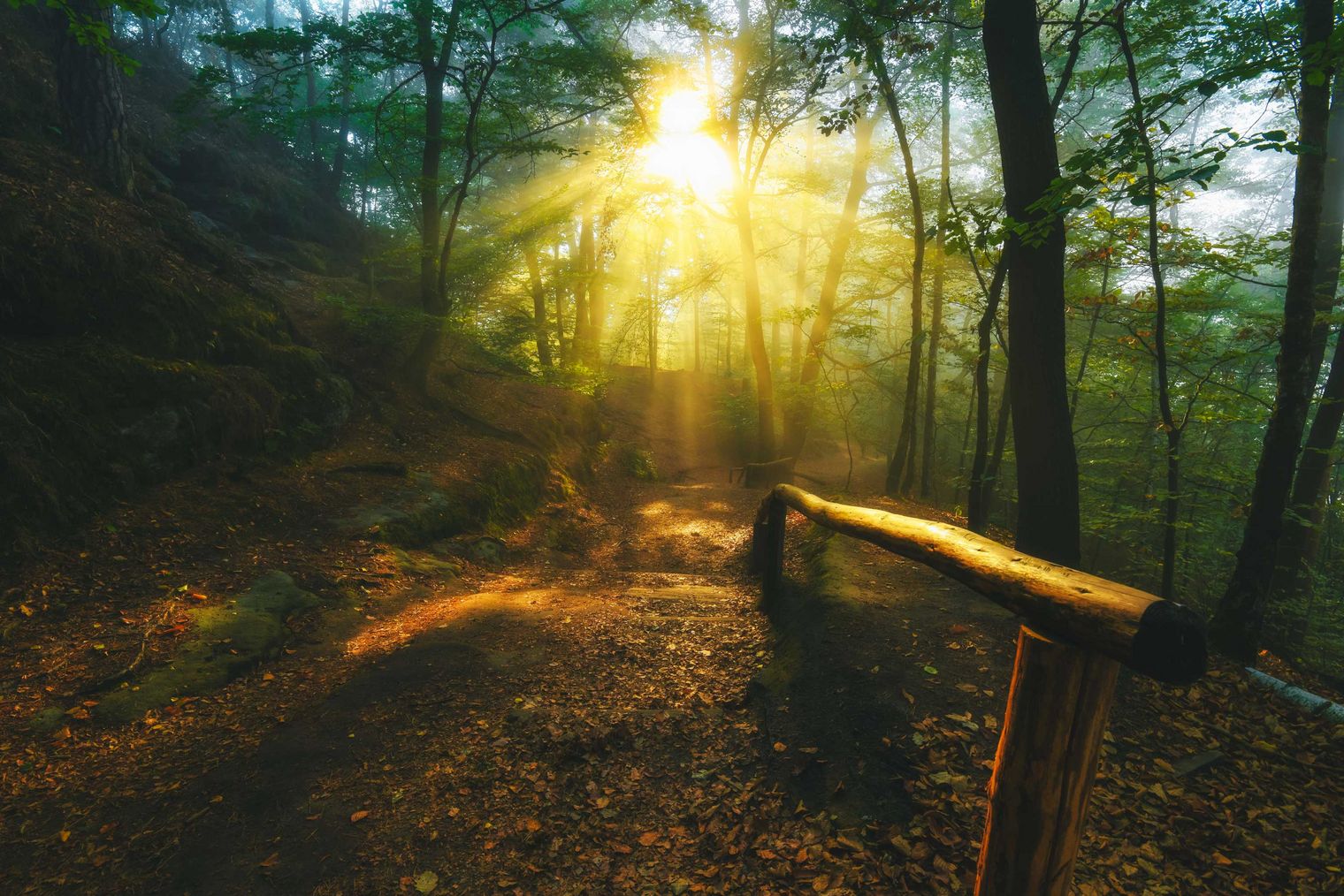 Wald Sonnenlicht Bäume Wanderweg mit Geländer
