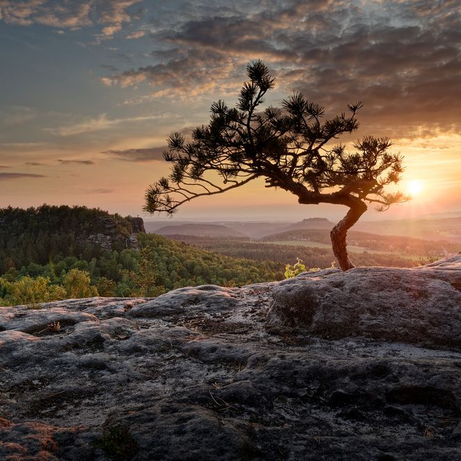 Wetterkiefer auf dem Papststein