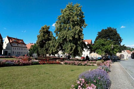 Grüne Wiese mit bunten Blumenbeeten, großen Bäumen und blauem Himmel.