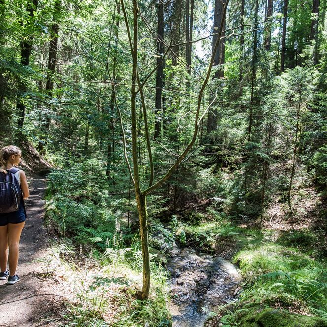 Wanderer auf einem schmalen Pfad durch einen grünen Wald mit Bäumen und Sträuchern.