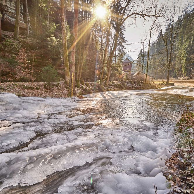 Sonnenschein durchbricht die Bäume in einem verschneiten Waldweg.