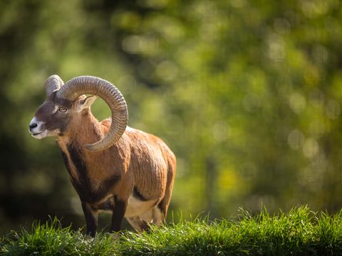 Mouflon