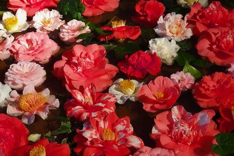 Bunte Blumen in verschiedenen Farben schwimmen auf der Wasseroberfläche.