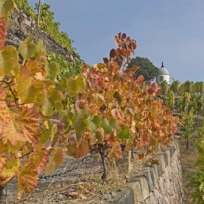 Bunte Weinreben mit herbstlichen Blättern an einer steinernen Mauer, im Hintergrund grüne Weinreben.