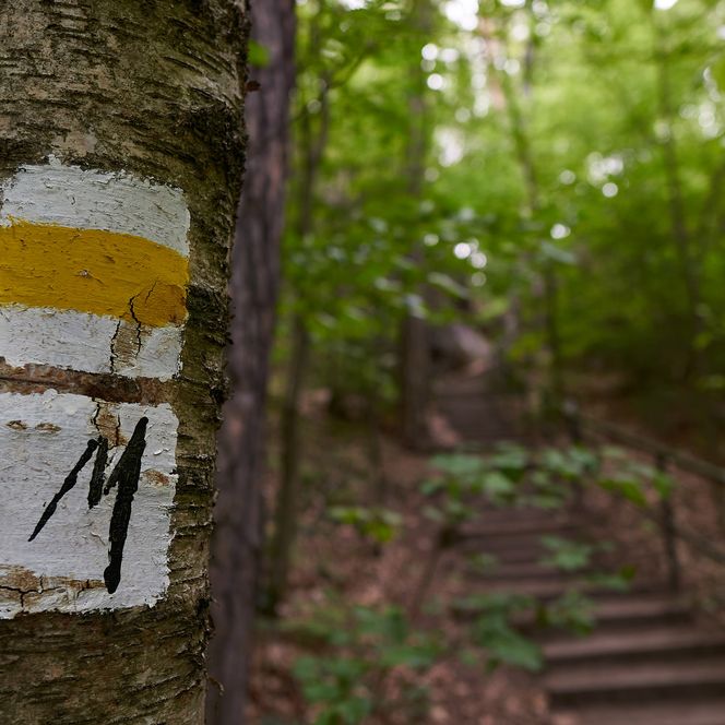 Waldweg mit einem markierten Baumstamm und einer Treppe im Hintergrund.