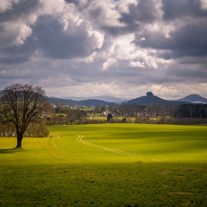 Ein einzelner Baum steht in einem grünen Feld, im Hintergrund Berge und bewölkter Himmel.