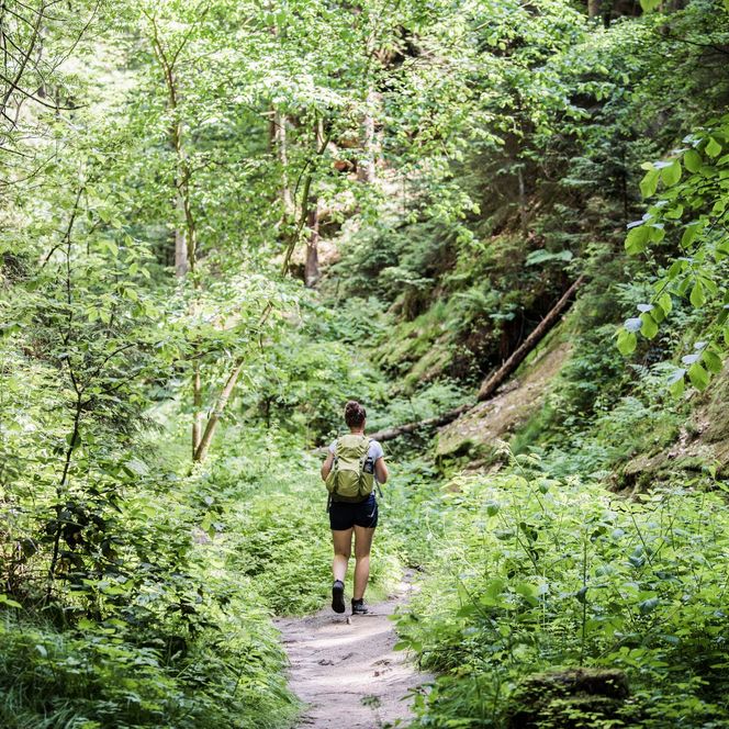 Wanderer auf einem schmalen Pfad durch einen grünen Wald mit üppiger Vegetation.