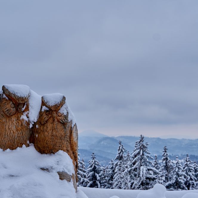 Zwei Eulen sitzen auf einem schneebedeckten Stein am Wachberg, umgeben von verschneiten Bäumen und einem grauen Himmel.