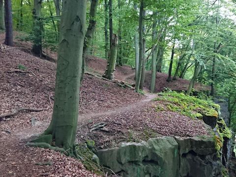 Waldweg Richtung Obervogelgesang