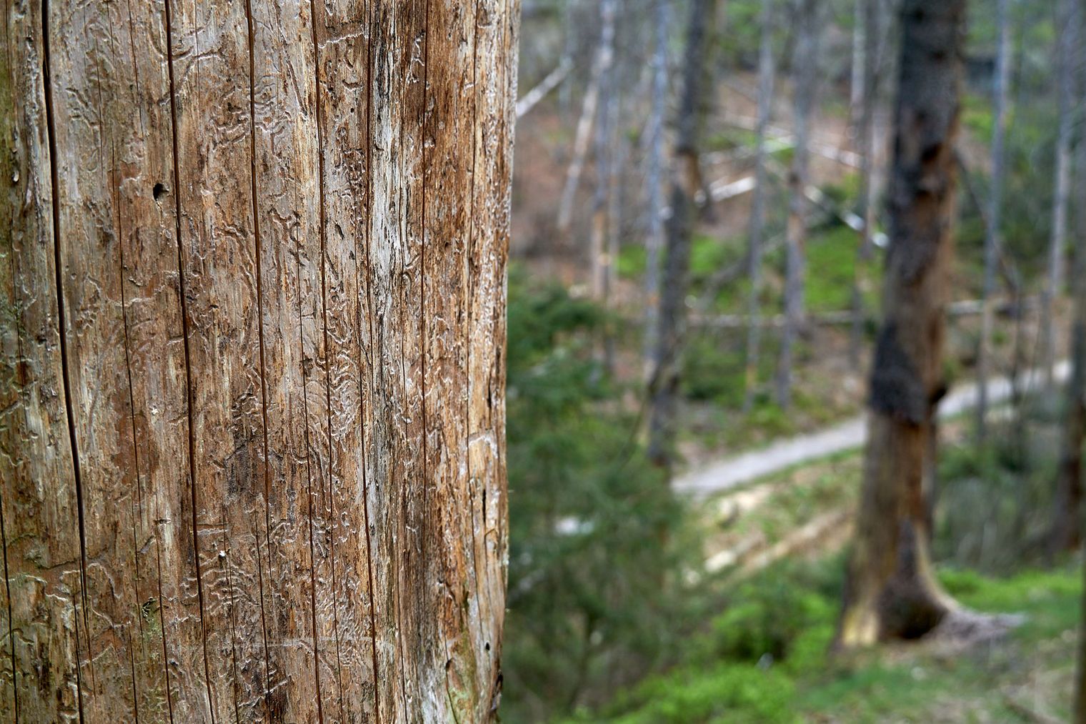 Nahaufnahme eines Baumstamms mit sichtbarer Rinde, im Hintergrund verschwommene Bäume und ein Weg.