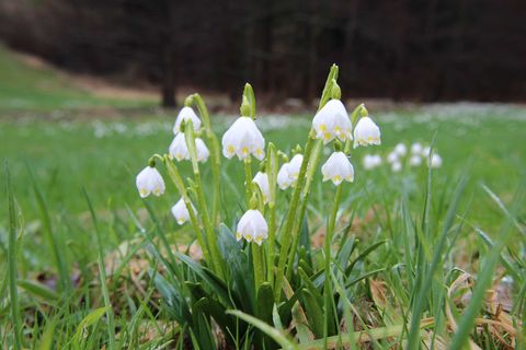 Weiße Märzenbecher blühen in einem grünen Feld, umgeben von Gras.