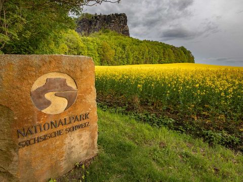 Gelbes Rapsfeld vor dem markanten Tafelberg Lilienstein unter blauem Himmel, Stein zum Nationalpark im Vordergrund..
