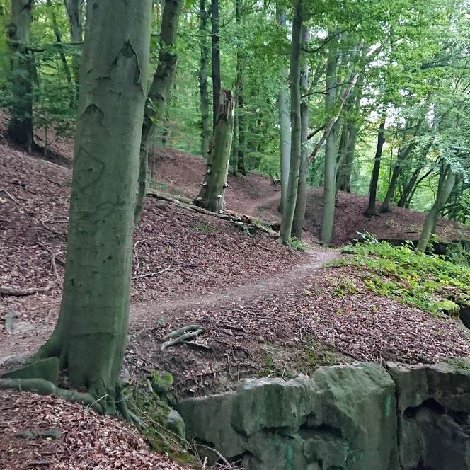 Waldweg mit Laub und Bäumen, der an einer Felsenkante entlangführt.
