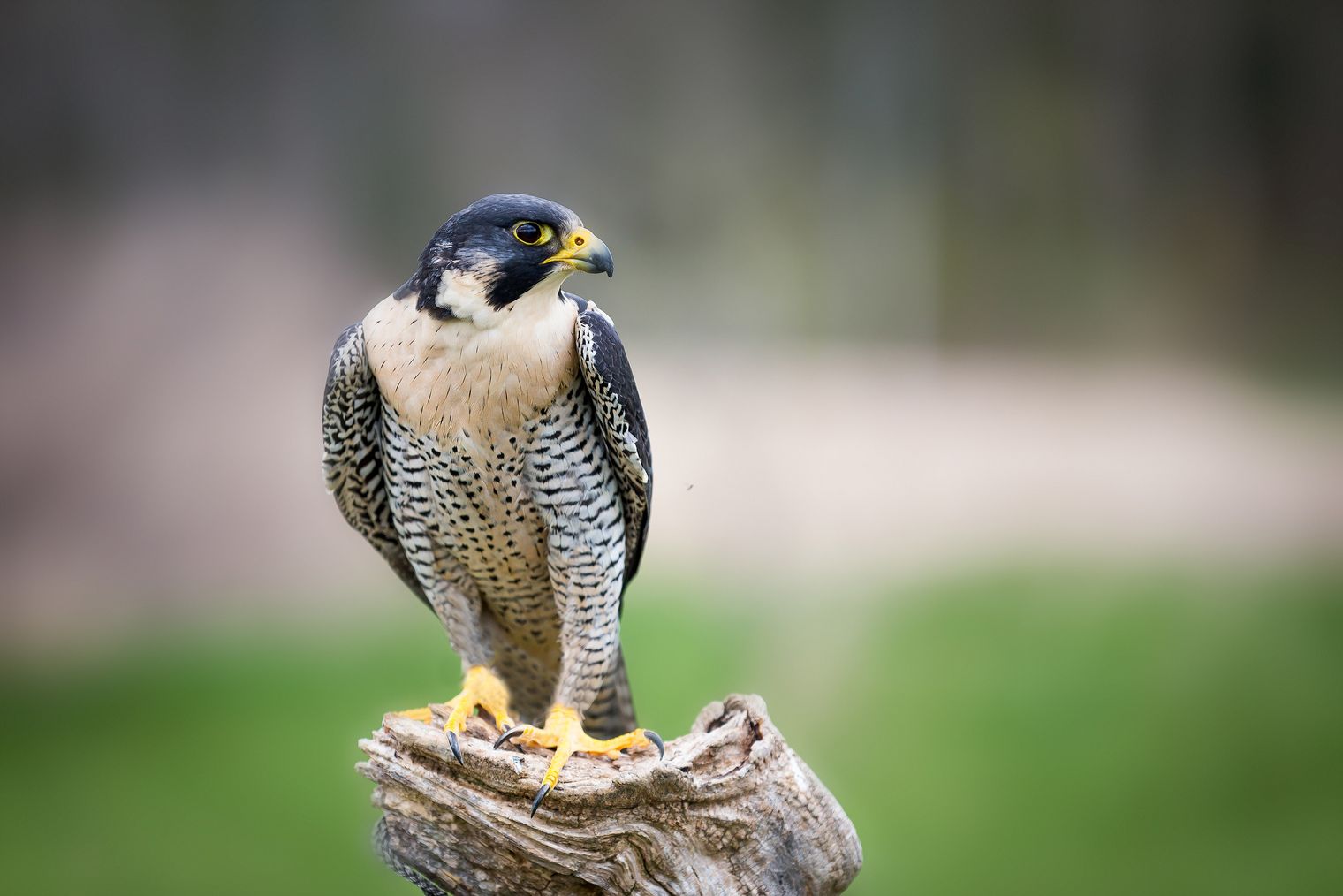 Ein Wanderfalke mit blauen und grauen Federn sitzt auf einem Baumstumpf.