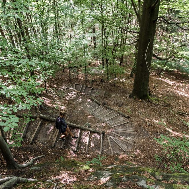 Steinerne Treppe im Wald, umgeben von Bäumen und Laub.