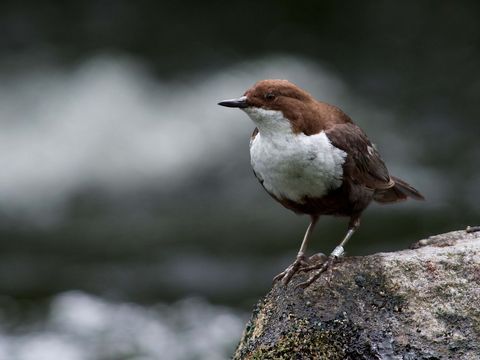 Wasseramsel