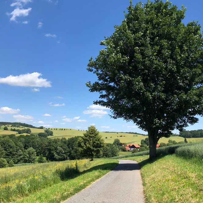 Ein schmaler Weg führt an einem großen Baum vorbei, umgeben von grünen Wiesen und einem blauen Himmel.