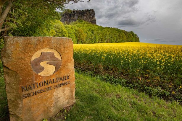 Nationalparkstein und gelbes Rapsfeld vor dem Lilienstein, einem markanten Tafelberg in der Sächsischen Schweiz.