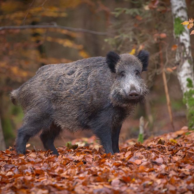Wildschwein steht auf einem mit Laub bedeckten Boden im Wald. Herbstliche Farben im Hintergrund.