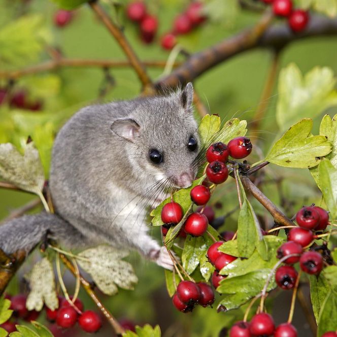 Siebenschläfer sitzt auf einem Ast mit roten Beeren und grünen Blättern.