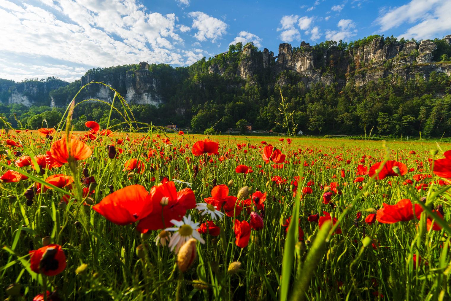 Buntes Feld mit roten Mohnblumen, umgeben von grünen Gräsern und einem blauen Himmel mit Wolken und Blick auf die Bastei.