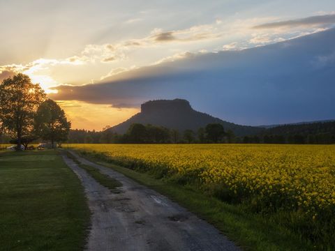 Blick auf den Lilienstein bei Sonnenuntergang, im Vordergrund ein Weg entlang von Rapsfeld