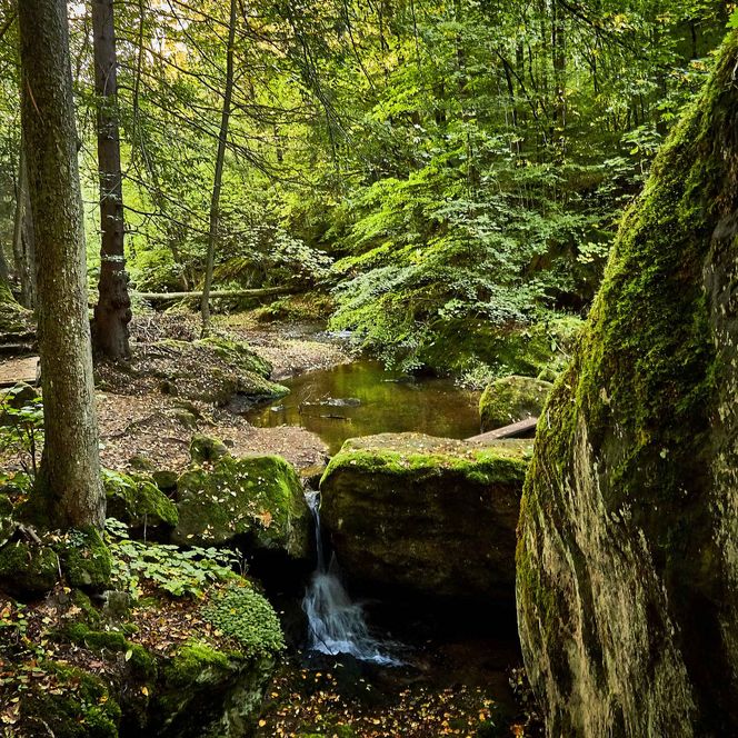 Dichter Wald mit grünen Blättern, Felsen und einem kleinen Wasserlauf.