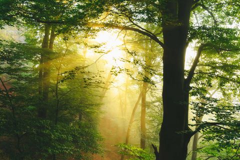 Sonnenstrahlen durchbrechen das Blätterdach eines grünen Waldes.