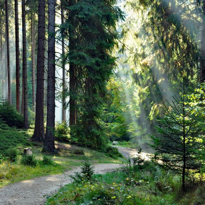 Lichtstrahlen fallen durch hohe Bäume auf einen schmalen Waldweg, umgeben von grünen Pflanzen.