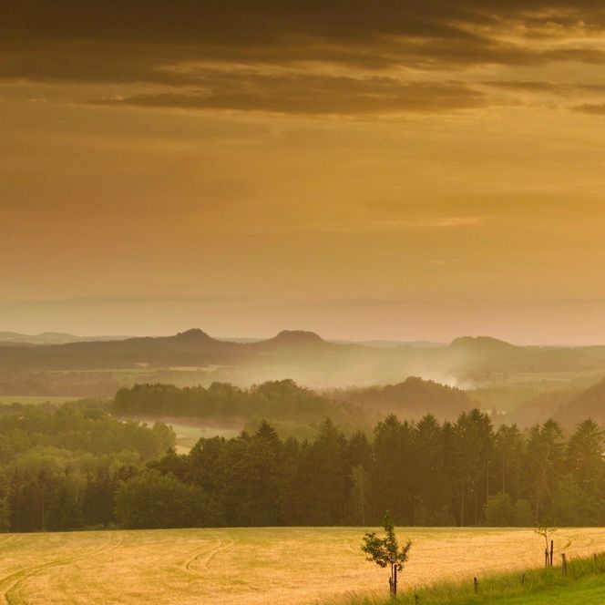 Landschaft mit sanften Hügeln, einem Baum und goldenem Sonnenuntergangshimmel.