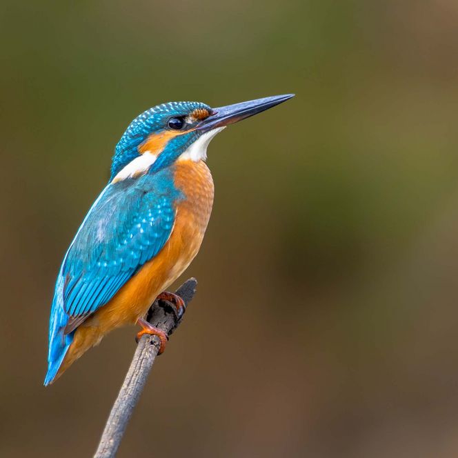 Eisvogel mit leuchtend blauen und orangefarbenen Federn sitzt auf einem Ast.