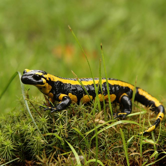 Gelb-schwarzer Feuersalamander kriecht über grünes Gras.