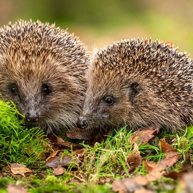 Zwei Igel sitzen auf moosbedecktem Boden zwischen Laub.