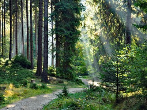 Dichter Wald mit moosbedeckten Felsen, Sonnenstrahlen scheinen durch das Blätterdach.