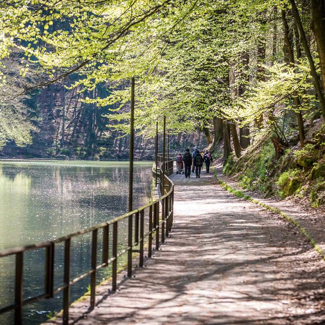 Wanderweg entlang eines ruhigen Sees, umgeben von Bäumen und sanftem Licht.