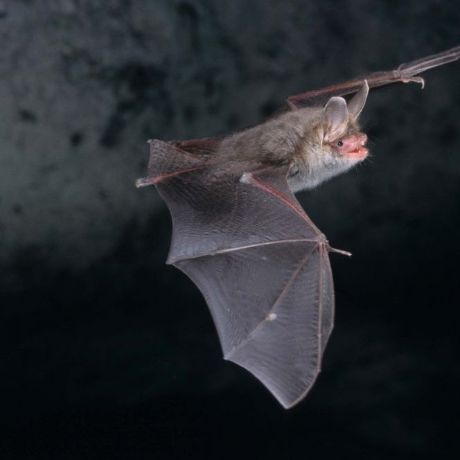 Fledermaus fliegt mit ausgebreiteten Flügeln vor dunklem Hintergrund.