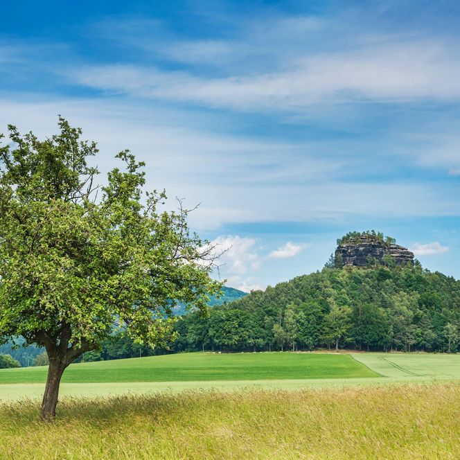 Ein einzelner Baum steht auf einer Wiese vor einem bewaldeten Hügel unter blauem Himmel.