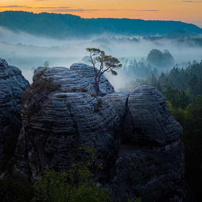 Felsformationen und Bäume im Nebel bei Sonnenaufgang.