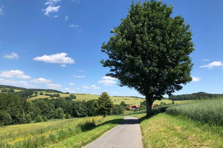 Ein schmaler Weg führt an einem großen Baum vorbei, umgeben von grünen Wiesen und einem blauen Himmel.