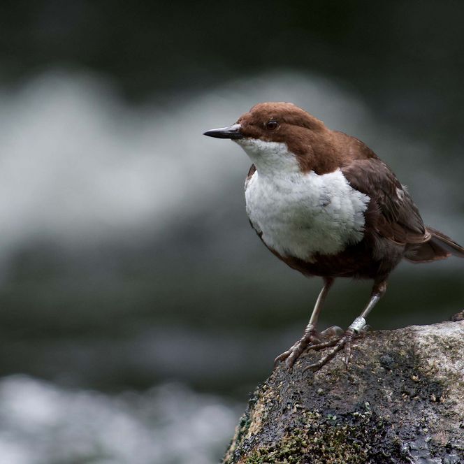 Brauner Vogel mit weißem Bauch, eine Wasseramsel, sitzt auf einem Stein am Wasser.