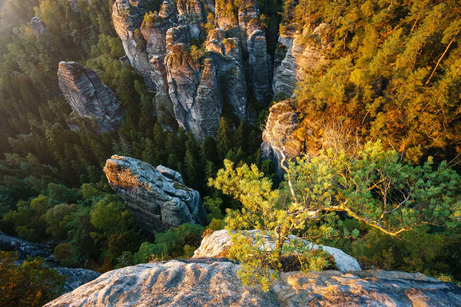 Blick von einer Klippe auf eine bewaldete Schlucht mit Felsen und einem kleinen Baum am Rand.
