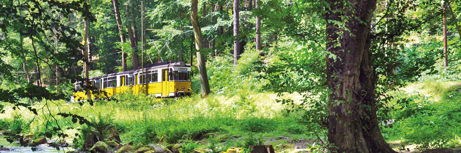 Gelber Straßenbahn fährt durch einen grünen Wald mit Bäumen, Flüsschen und üppigem Unterholz.