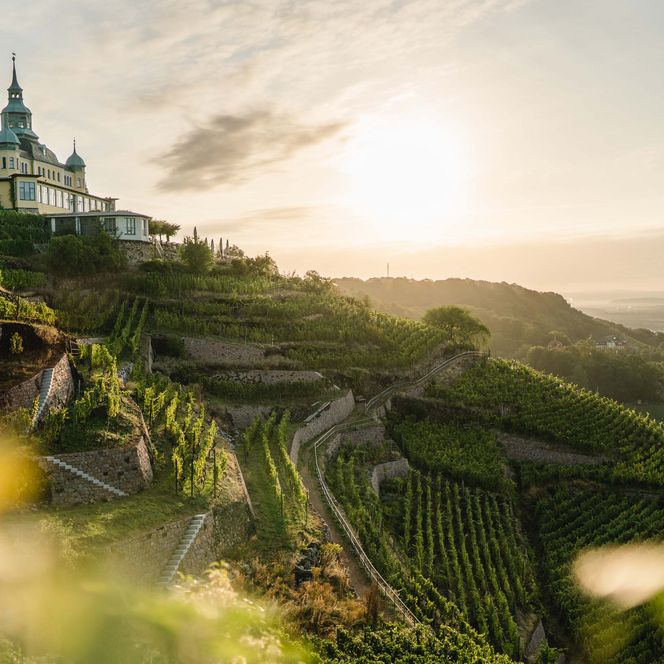 Sonnenaufgang über Weinbergen mit einer Kirche auf einem Hügel im Hintergrund.